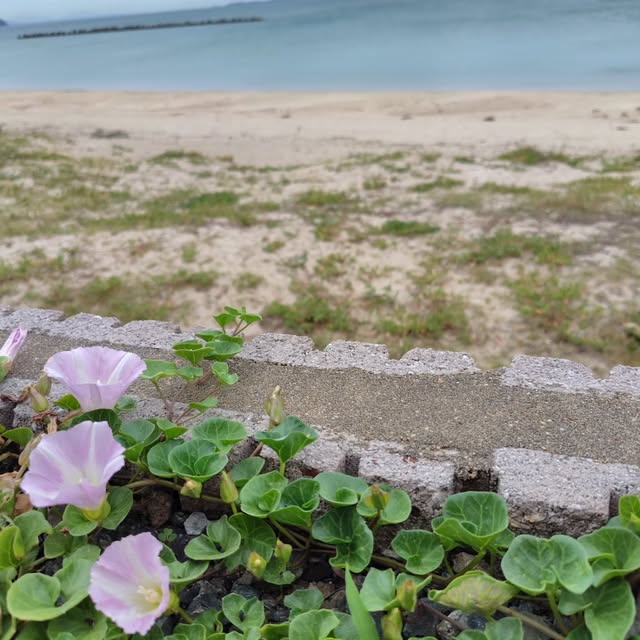 店の目の前に広がる綾羅木海岸（公式Instagramより）
