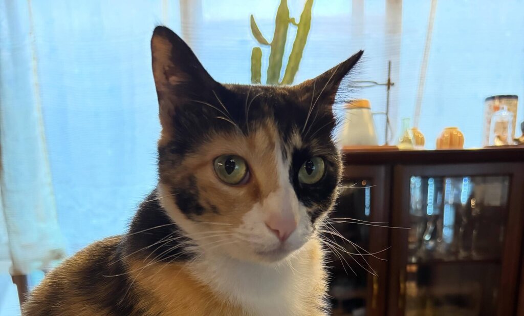 喫茶Cattyの看板猫。窓辺でこちらを見つめる三毛猫(喫茶Catty公式Instagramより)