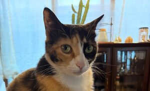 喫茶Cattyの看板猫。窓辺でこちらを見つめる三毛猫(喫茶Catty公式Instagramより)
