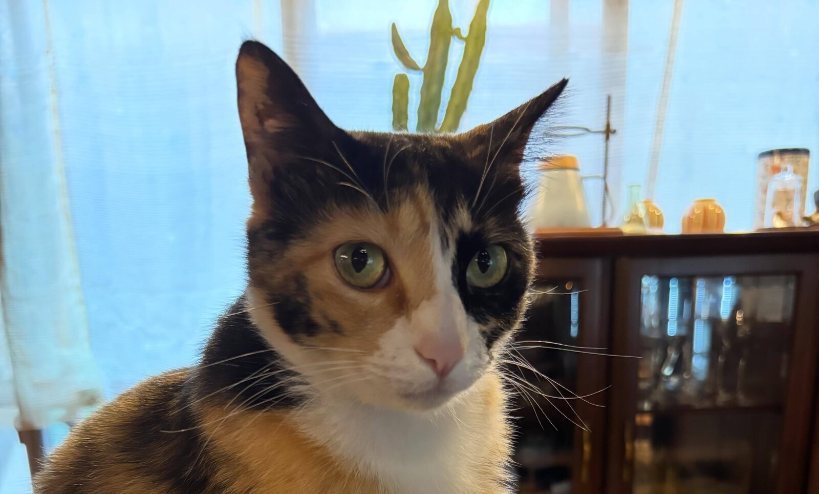 喫茶Cattyの看板猫。窓辺でこちらを見つめる三毛猫(喫茶Catty公式Instagramより)