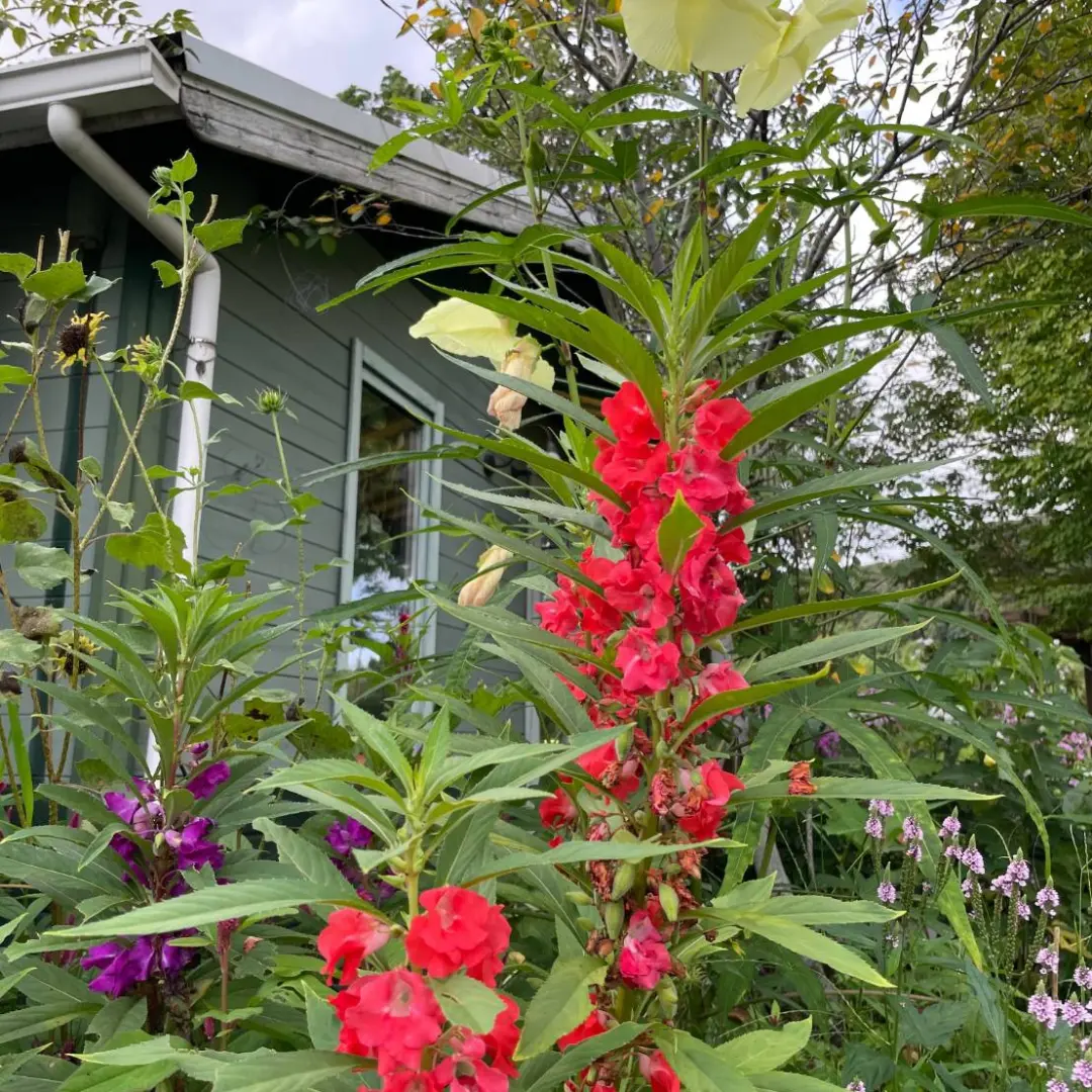 鮮やかな赤や紫の花が背高く咲き、その向こうに淡いグリーンの壁と窓、雨どいが見えるガーデンカフェカモミールの建物まわり(カモミール公式Instagramより)