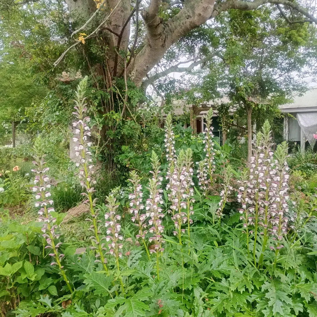 人の背丈ほどある白と紫の花穂がまっすぐ立ち並び、奥には蔦のからまる大木とガラス張りの建物が見えるガーデンカフェカモミールの庭(カモミール公式Instagramより)