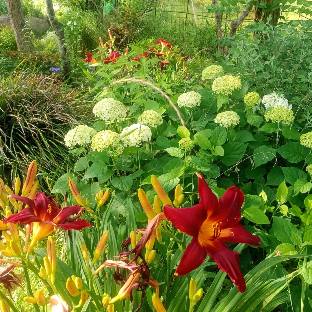 オレンジや赤のユリに似た花と、白い手まり状の花が咲き乱れる庭。奥には大きな木の幹が並ぶガーデンカフェカモミールの庭(カモミール公式Instagramより)