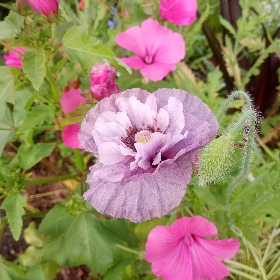薄紫の八重咲きの花がくしゃっと開き、まわりを濃いピンクの花が囲むガーデンカフェカモミールの春の庭(カモミール公式Instagramより)