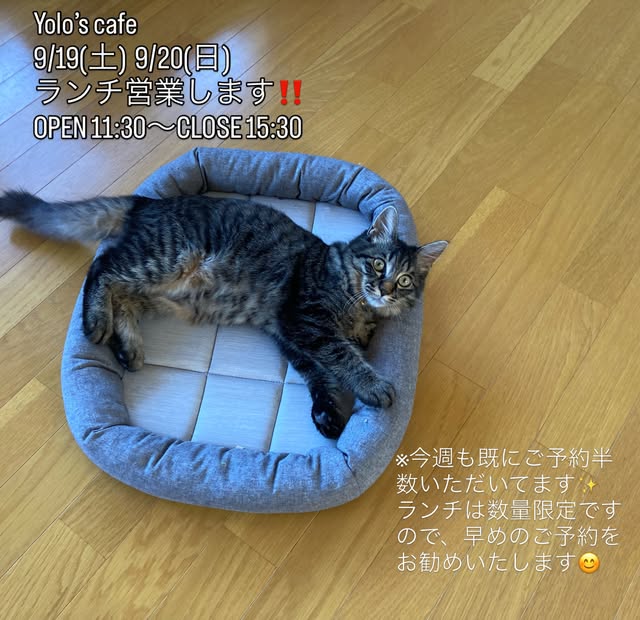 「Yolo's cafe 9/19(土) 9/20(日) ランチ営業します!! OPEN 11:30〜CLOSE 15:30」のテロップ。グレーのペットベッドの上でくつろぐキジトラ猫(Yolo's cafe公式Instagramより)
