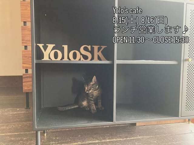 「YoloSK」のロゴが置かれた黒いキャビネットの棚に入り込んで座るキジトラの子猫。営業告知のテロップ入り(Yolo's cafe公式Instagramより)