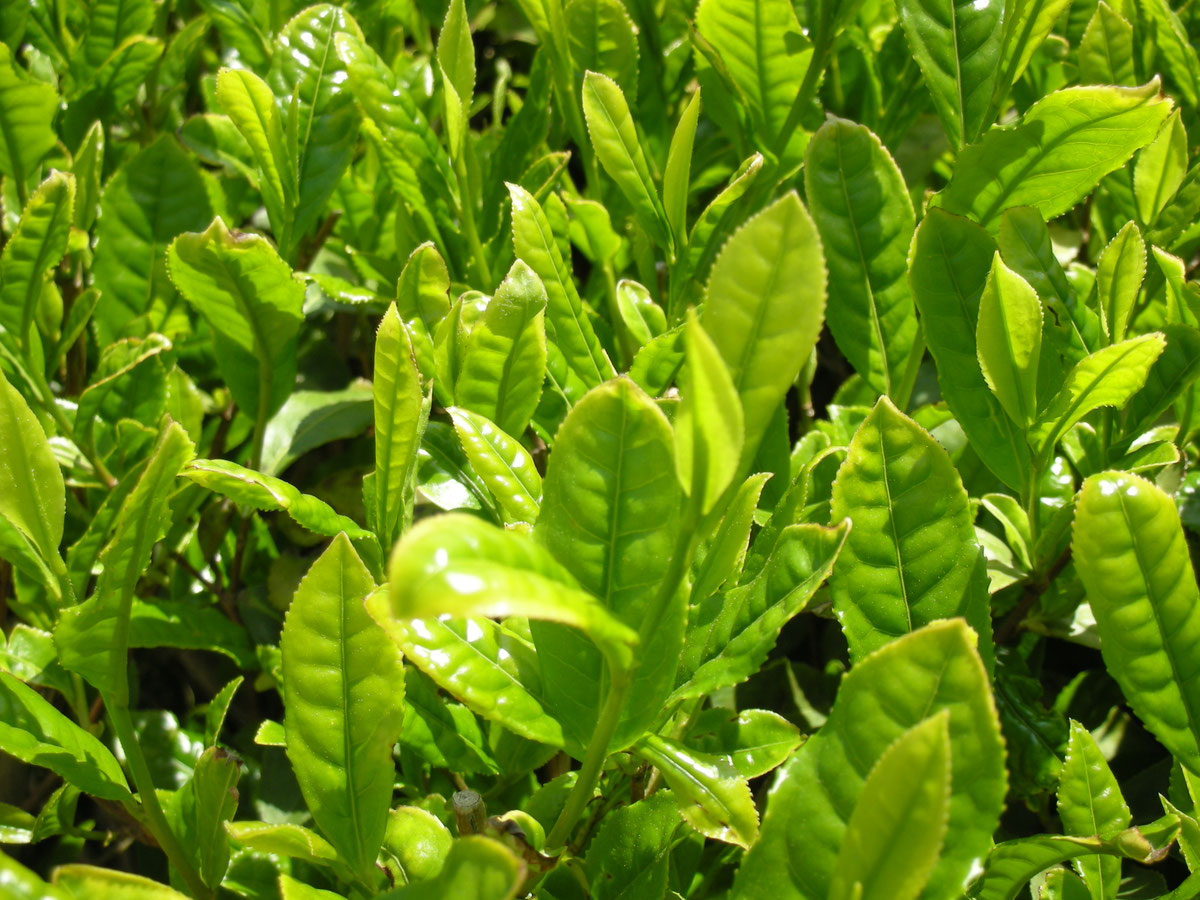 茶葉の新芽(cha-no-koku公式サイトより)