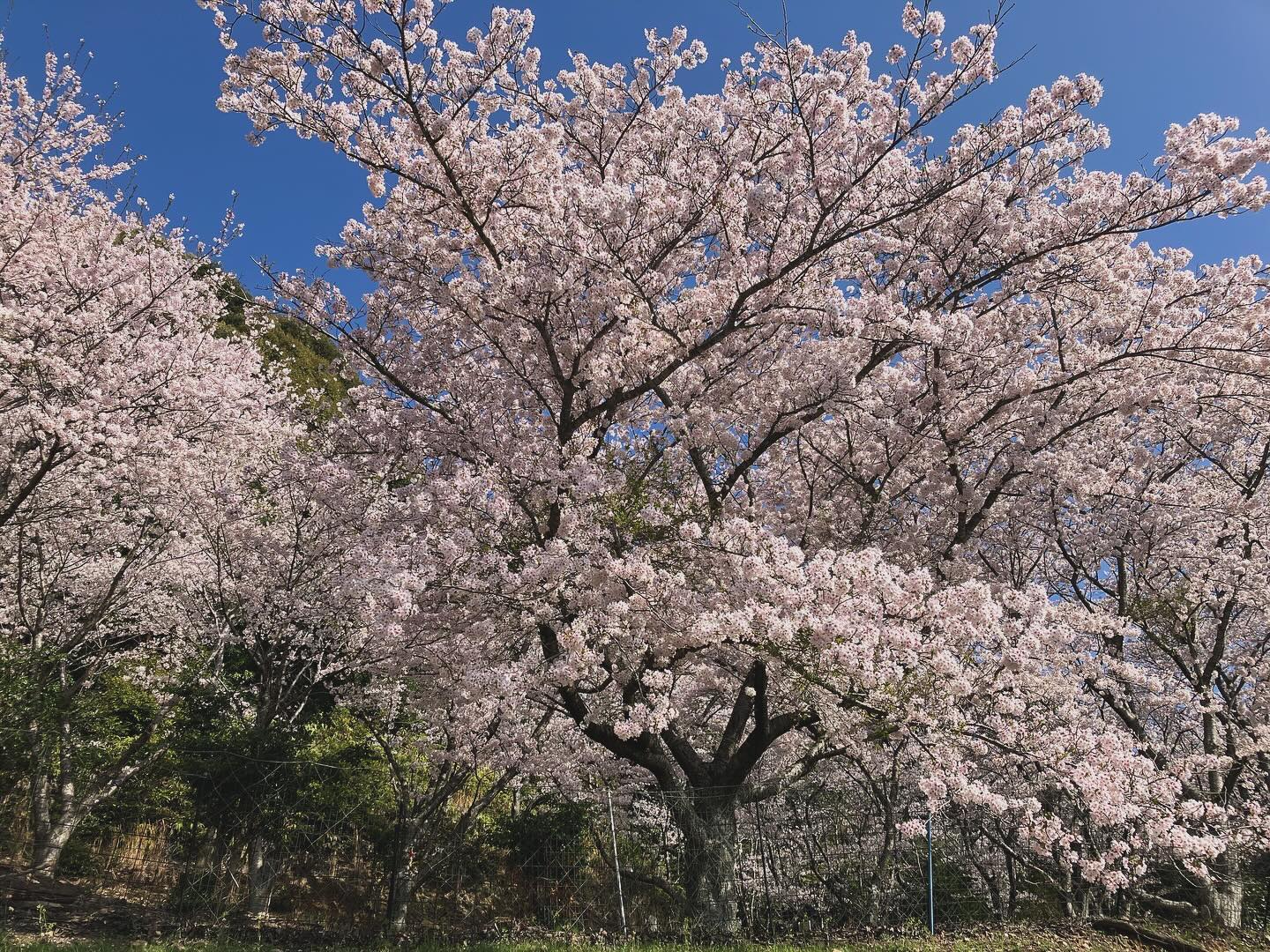 満開の桜（さくらカフェ公式Instagramより）